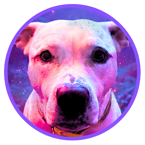 Image of Gunther, the dog that is a mascot for the band